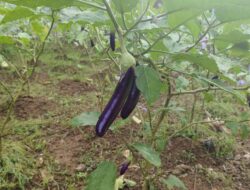 Melon Dan Terong Jadi Komoditas Unggulan Di Lapas Narkotika Karang Intan