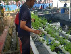 Program Kemandirian Di Lapas Narkotika Karang Intan Fokus pada Budidaya Tanaman Hidroponik