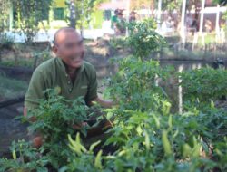Lapas Banjarmasin Kembangkan Program Budidaya Cabai Sebagai Bentuk Rehabilitasi Produktif