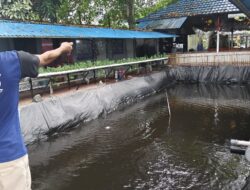 WBP Lapas Narkotika Karang Intan Rutin Beri Pakan Ikan Nila, Wujudkan Ketahanan Pangan Dari Dalam Lapas