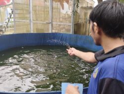 Lapas Narkotika Karang Intan Dorong Etos Kerja WBP Melalui Kegiatan Budidaya Ikan Lele