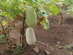 Segarkan Hari, WBP Lapas Narkotika Karang Intan Tanam Timun Suri