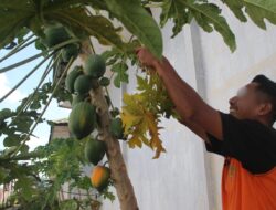 Warga Binaan Lapas Banjarmasin Rutin Rawat Kebun Pepaya, Wujudkan Semangat Kemandirian