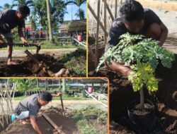 Produktivitas Di Lapas: Dari Cabai Ke Pepaya, Maulana Terus Berkarya