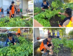 Lapas Banjarmasin Kembangkan Program Pertanian Warga Binaan Melalui Kebun Cabai