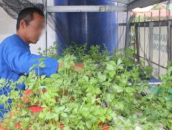 Lapas Banjarmasin Kembangkan Budidaya Hidroponik Sebagai Program Pembinaan Kemandirian