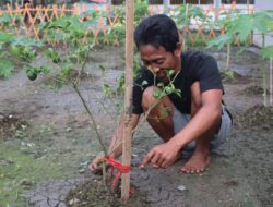 Warga Binaan Lapas Banjarmasin Rawat Kebun Mini Sebagai Wujud Pembinaan Kepribadian