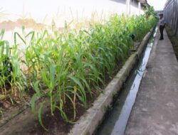 Lapas Banjarmasin Kembangkan Program Pertanian Berbasis Jagung Hybrida