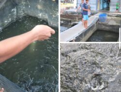 Lapas Banjarmasin Wujudkan Pembinaan Produktif Melalui Budidaya Ikan Lele Oleh Warga Binaan