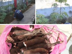 Warga Binaan Lapas Banjarmasin Jalani Pembinaan Pertanian Dengan Semangat Tinggi