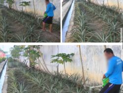 Kalapas Banjarmasin Apresiasi Antusiasme Warga Binaan Dalam Perawatan Kebun Nanas