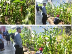 Lapas Banjarmasin Kembangkan Program Pertanian Jagung Sebagai Sarana Pembinaan Warga Binaan