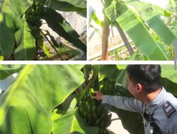 Warga Binaan Lapas Banjarmasin Dilibatkan Aktif Dalam Pemeliharaan Kebun Pisang Yang Bernilai Ekonomi