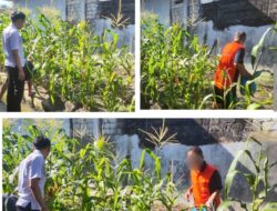 Lapas Banjarmasin Berdayakan Warga Binaan Dengan Kegiatan Pertanian Jagung
