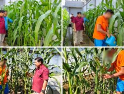 Panen Jagung Lapas Banjarmasin Jadi Sumber Pembinaan Produktif