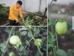 Kegiatan Bertani Di Lapas Banjarmasin Jadi Sarana Pembinaan Produktif