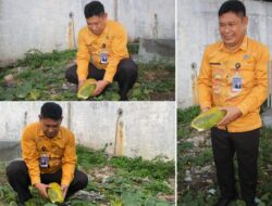 Bilungka Batu Di Lapas Banjarmasin Siap Panen