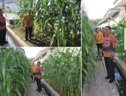 Brandgang Lapas Banjarmasin Dimaksimalkan Untuk Tanaman Jagung