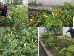 Lapas Banjarmasin Tanam Cabai Rawit Dan Cabai Tiung