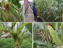 Lapas Banjarmasin Dorong Kemandirian Lewat Budidaya Jagung Hybrida