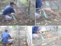 WBP Lapas Banjarmasin Diajarkan Perawatan Sawi Secara Modern