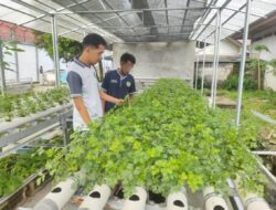 Lapas Banjarmasin Apresiasi Pertumbuhan Subur Tanaman Seledri