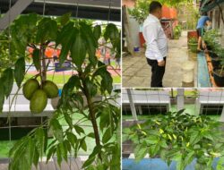 WBP Lapas Banjarmasin Dapatkan Bekal Keterampilan Melalui Bercocok Tanam