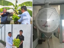 Dari Brandgang Jadi Lahan Berkah, Lapas Banjarmasin Hasilkan Panen Pisang Cavendish