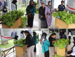 Tamping Giatja Latih WBP Berwirausaha Dengan Menjual Selada Dan Seledri
