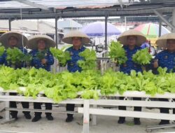 Sinergi Petugas Dan Warga Binaan Lapas Banjarmasin Hasilkan Panen Selada Melimpah