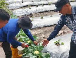 Kegiatan Berkebun Kembang Kol Jadi Media Pembinaan Produktif Bagi WBP Lapas Banjarmasin