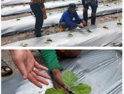 Lapas Kelas IIA Banjarmasin Tingkatkan Keterampilan Warga Binaan Lewat Budidaya Terong