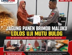 Jagung Panen Brimob Maluku Lolos Uji Mutu Bulog