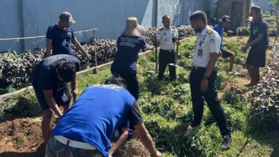 Warga Binaan Lapas Narkotika Karang Intan Panen 13 Kg Ubi Jalar Merah