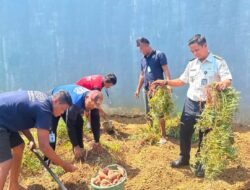 Lapas Narkotika Karang Intan Panen Lima Belas Kg Ubi Jalar, Perkuat Pembinaan Kemandirian Warga Binaan