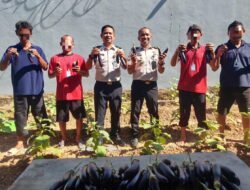 Panen Dua Puluh Lima Kg Terung di SAE 3, Lapas Narkotika Karang Intan Dorong Kemandirian Warga Binaan