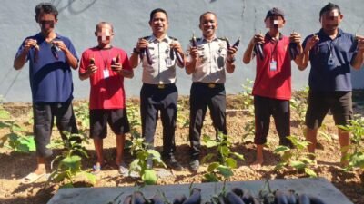 Panen Dua Puluh Lima Kg Terung di SAE 3, Lapas Narkotika Karang Intan Dorong Kemandirian Warga Binaan