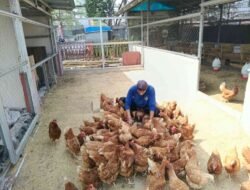 Lapas Banjarmasin Dorong Kemandirian Warga Binaan melalui Peternakan Ayam Petelur