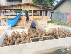 Lapas Banjarmasin Perkuat Pembinaan Kemandirian melalui Peternakan Itik di SAE 1