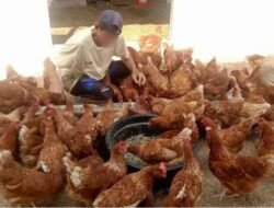 Lapas Banjarmasin Kembangkan Pembinaan Peternakan melalui Perawatan Sembilan Puluh Ayam Petelur