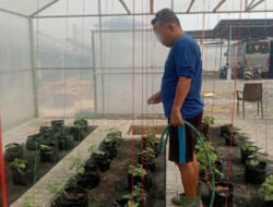 Warga Binaan Lapas Banjarmasin Rutin Siram Melon untuk Menjaga Pertumbuhan Tanaman