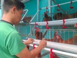 Lapas Banjarmasin Perkuat Bekal Keterampilan WBP Melalui Kegiatan Peternakan Ayam