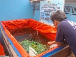 Lapas Banjarmasin Siapkan Bekal Usaha Produktif bagi WBP melalui Budidaya Lobster Air Tawar