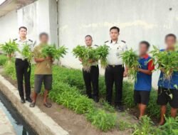 Lapas Banjarmasin Kembangkan Pembinaan Pertanian, Panen 120,18 Kg Kangkung di SAE 2