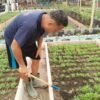 Jaga Kesuburan Tanah dan Pertumbuhan Kangkung, Lapas Banjarmasin Optimalkan Pemeliharaan