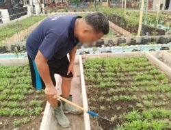 Jaga Kesuburan Tanah dan Pertumbuhan Kangkung, Lapas Banjarmasin Optimalkan Pemeliharaan