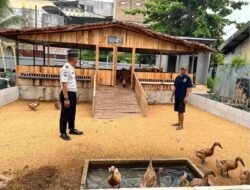 Budidaya Itik Lapas Banjarmasin Hasilkan Lima Puluh Empat Telur, Warga Binaan Dibekali Keterampilan Beternak