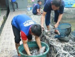 Lapas Banjarmasin Kembangkan Budidaya Perikanan, Panen Tiga Puluh Lima Kilogram Ikan Gurami