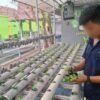 Lapas Banjarmasin Tanamkan Kedisiplinan WBP melalui Kegiatan Budidaya Seledri