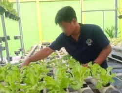 Pembinaan Pertanian Lapas Banjarmasin Hadirkan Pembelajaran Budidaya Selada bagi WBP